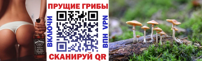 Галлюциногенные грибы мицелий  где купить наркотик  блэк спрут онион  Никольское 